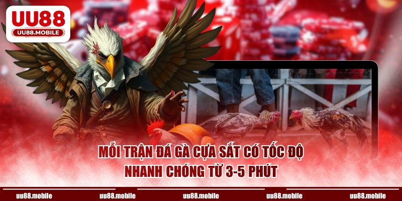 Mỗi trận đá gà cựa sắt có tốc độ nhanh chóng từ 3-5 phút